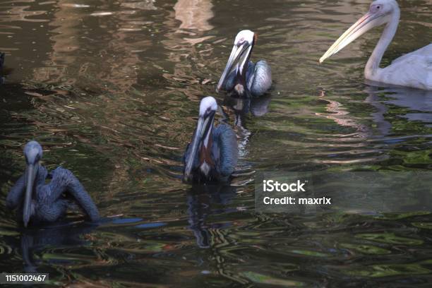 View Of Pelicans Swimming Cape Town Stock Photo - Download Image Now - Abstract, Cape Town, Africa