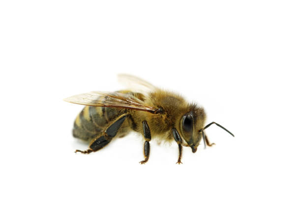 istock bee macro side view isolated on white background, close up of honeybee 1151002567