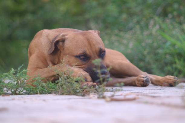 Portrait of pit bull - boerboel - german shepherd mixed breed dog against green blurred background, Luanda stock photo