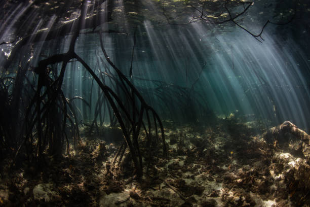 istock Dark Mangrove and Beams of Light 1151006465