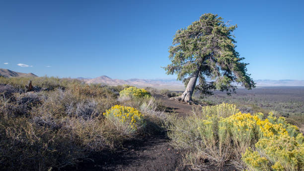 istock Tilted tree at Craters of the Moon National Monument, Idaho 1151006696