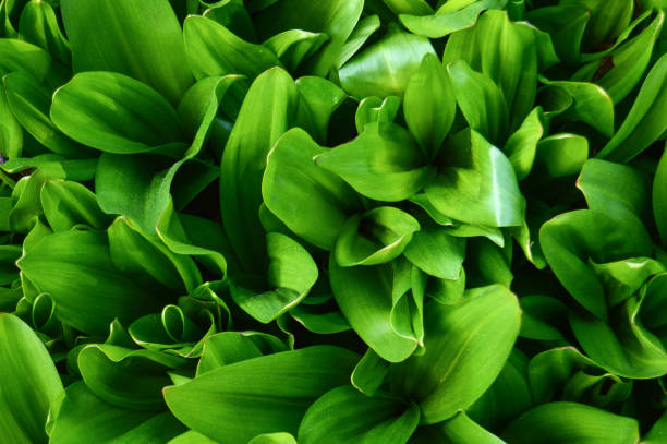 istock Green leaves background top view. Close-up 1151007037
