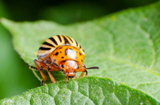 istock Colorado potato beetle eats green potato leaves 1151007066