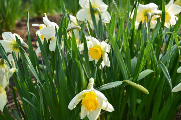 istock White yellow Daffodils flower bloom in the garden. Spring background. Close-up 1151008609