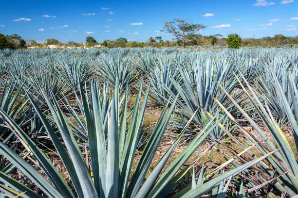 Blue Agave Field Field of blue agave for tequila near Valladolid, Mexico valladolid mexico photos stock pictures, royalty-free photos & images