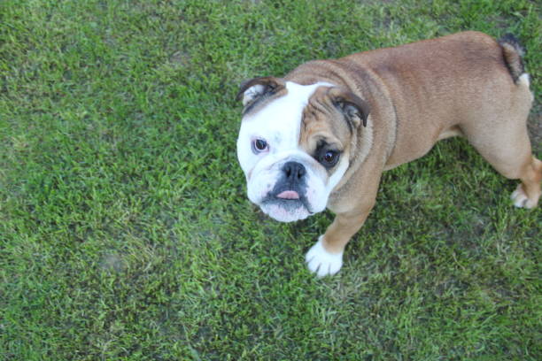 istock British Bulldog Puppy 1151011651