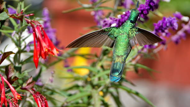 la alimentación de colibrí violetear brillante - 2838 fotografías e imágenes de stock