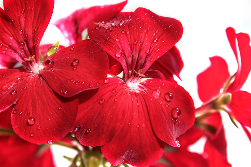 A pink geranium flower with raindrops on the petals.