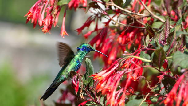 istock Sparkling violetear hummingbird feeding 1151014615