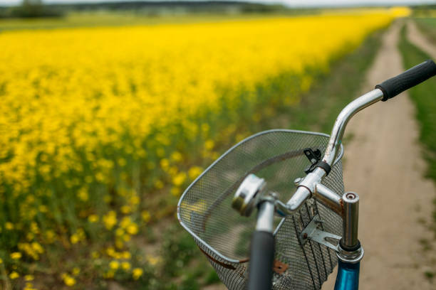 istock cycling along the yellow summer field 1151014627