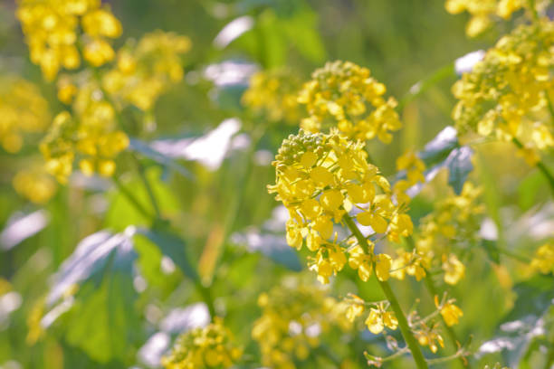 istock Blooming mustard in bright sunlight. Spring flowering mustard 1151014638