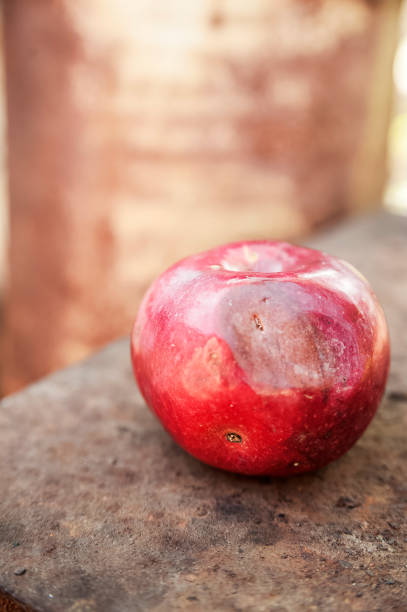 One red apple close up and copy space on the background of a rusty table. An ugly apple with rot. One red apple close up and copy space on the background of a rusty table. An ugly apple with rot. bruised fruit stock pictures, royalty-free photos & images