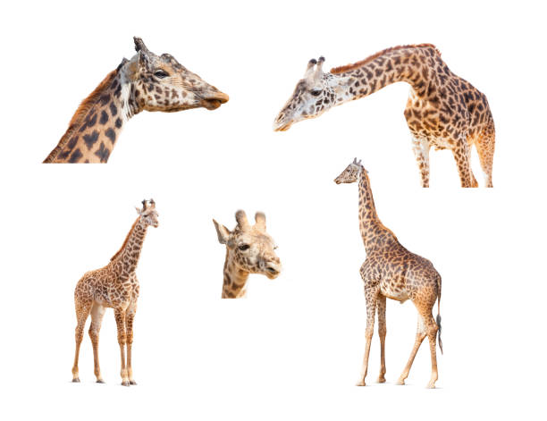 istock 116+ Megapixel Giraffe Variety Collection Isolated on White Background 1151016515