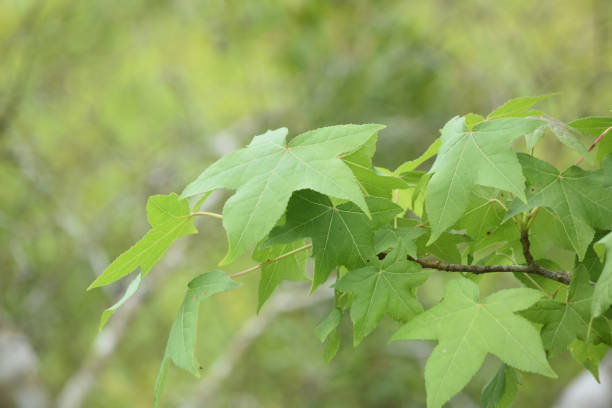 istock Green Oak Leaves on a Tree 1151016942