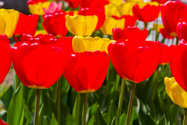 istock Red and yellow tulips. 1151017005