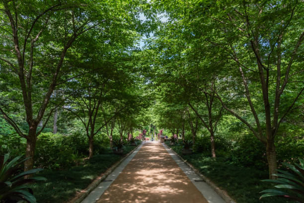 Beautiful shaded alley at a botanical garden in Durham, North Carolina, in springtime Beautiful shaded alley at a botanical garden in Durham, North Carolina, in springtime durham north carolina stock pictures, royalty-free photos & images