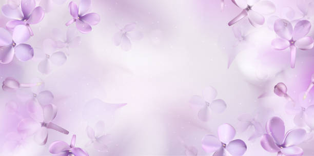 blumenspringhintergrund mit lila lilack-blüten - lavender coloured lavender flower frame stock-grafiken, -clipart, -cartoons und -symbole