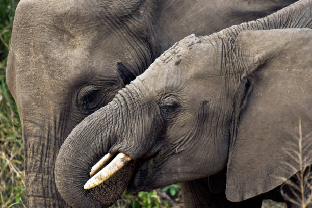 istock Mother elephant and her calf 1151020197