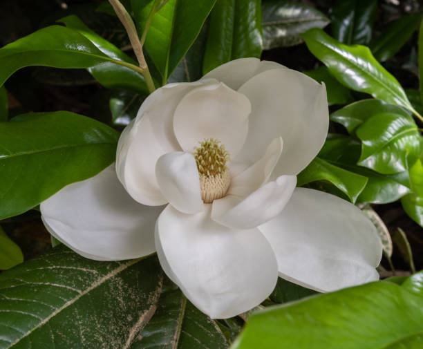 gorgeous blooming giant white magnolia flower at a botanical garden in durham, north carolina - magnolia southern usa white flower imagens e fotografias de stock