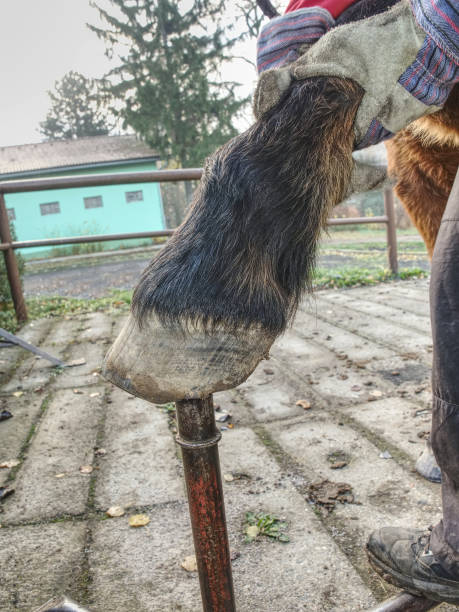 istock Blacksmith farrier handle hoof to set up horseshoe 1151021023