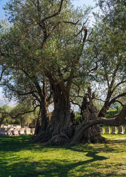 kuvapankkikuvat ja rojaltivapaat kuvat aiheesta vanha oliivipuu, suuri turistinähtävyys montenegrossa, euroopassa - food bar