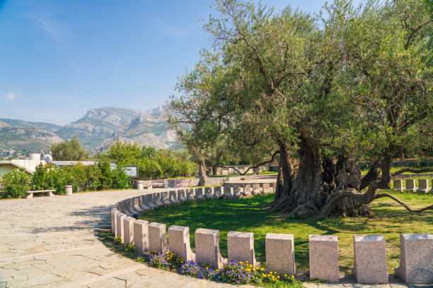 kuvapankkikuvat ja rojaltivapaat kuvat aiheesta vanha oliivipuu, suuri turistinähtävyys montenegrossa, euroopassa - food bar