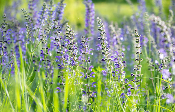istock blooming sage on a summer meadow 1151022407