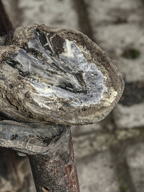 istock Blacksmith modify worn and overgrown horse hoof. 1151022600