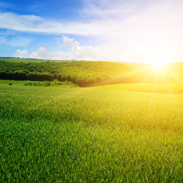 istock Wheat field and a delightful sunrise. 1151023760