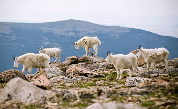Rocky Mountain Goats Rocky Mountain Goats shedding their winter coats rocky mountain national park photos stock pictures, royalty-free photos & images
