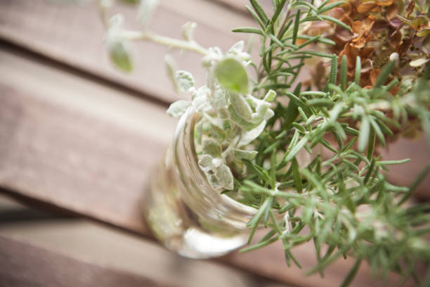 rosemary in a mason jar