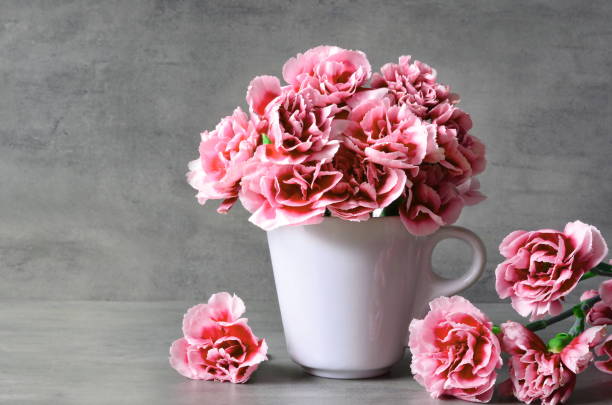 istock Pink carnation flowers in cup on grey background. 1151025921