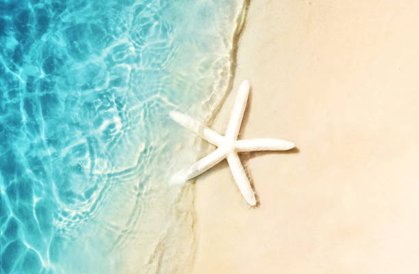 istock Starfish on the summer beach. Summer background. Tropical sand beach 1151025941