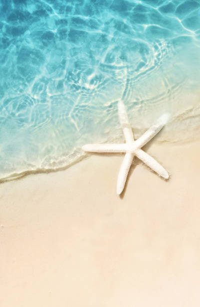istock Starfish on the summer beach. Summer background. Tropical sand beach 1151025961