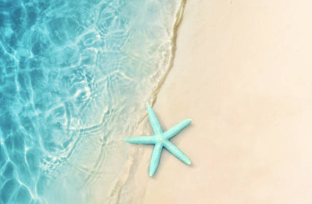 istock Starfish on the summer beach. Summer background. Tropical sand beach 1151025976