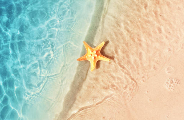 istock Starfish on the summer beach. Summer background. Tropical sand beach 1151025984