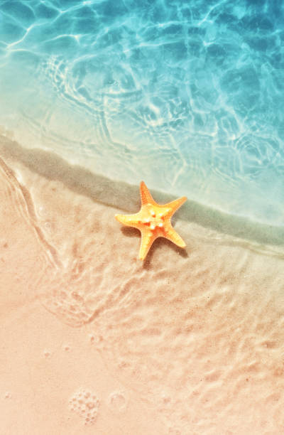 istock Starfish on the summer beach. Summer background. Tropical sand beach 1151025999