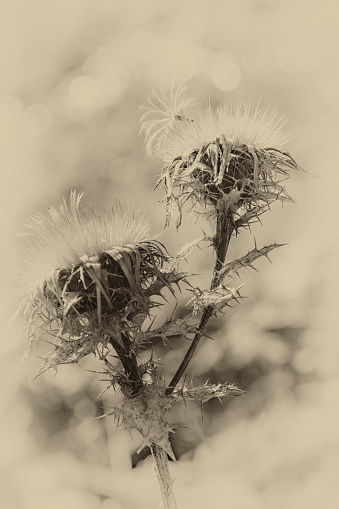 carline thistle - Carlina vulgaris, vintage style photography in sepia tone