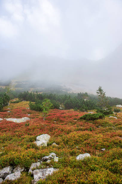 istock misty and cloudy sunrise above green fields and forests 1151026260