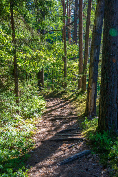 istock green moss on forestbed in mixed tree forest with tree trunks and green grass 1151026438