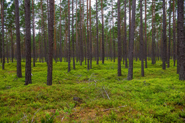 istock green moss on forestbed in mixed tree forest with tree trunks and green grass 1151026511