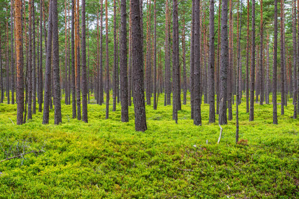 istock green moss on forestbed in mixed tree forest with tree trunks and green grass 1151026526
