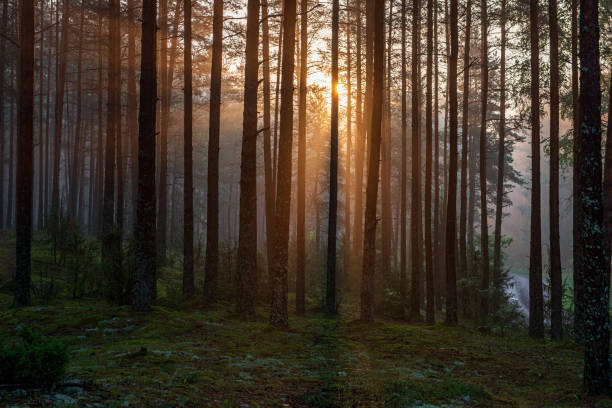istock green moss on forestbed in mixed tree forest with tree trunks and green grass 1151026574