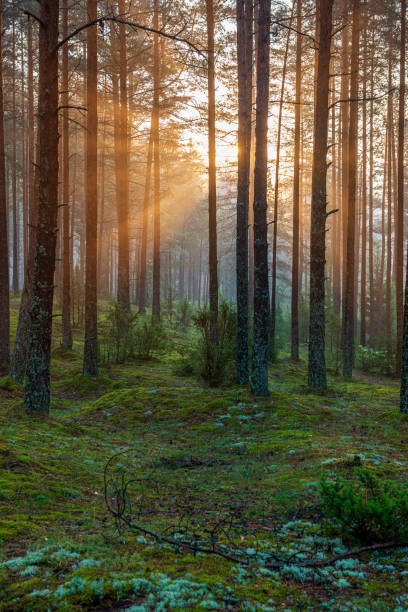 istock green moss on forestbed in mixed tree forest with tree trunks and green grass 1151026583