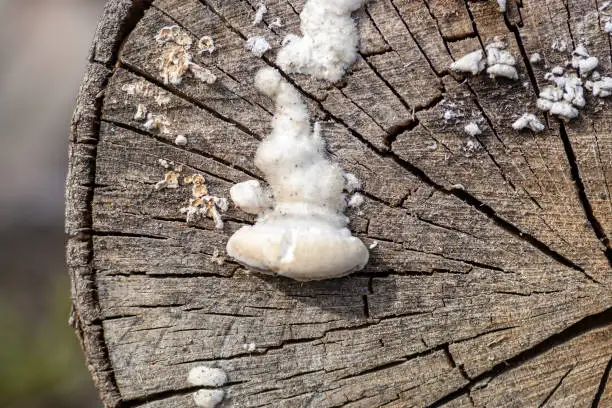 close up view of a white mushroom on a dried up piece of firewood