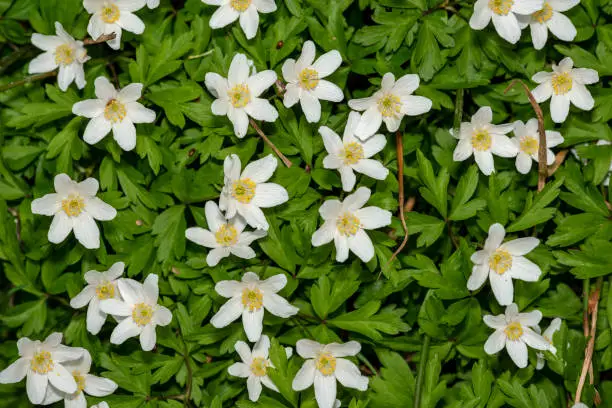 closeup view of grove windflower, smell fox, Anemone nemorosa