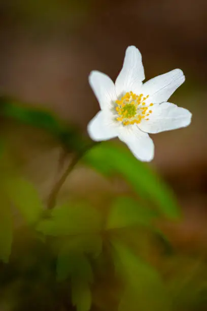 closeup view of grove windflower, smell fox, Anemone nemorosa