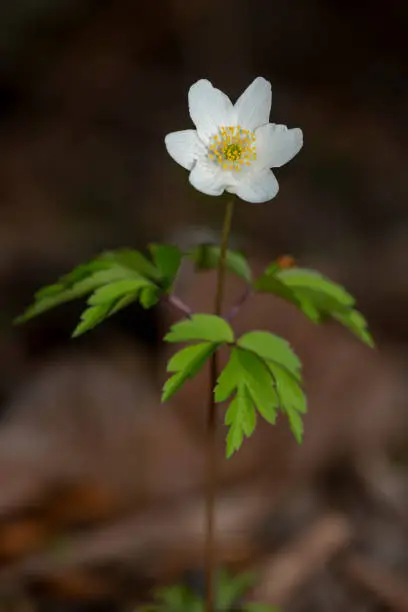 closeup view of grove windflower, smell fox, Anemone nemorosa