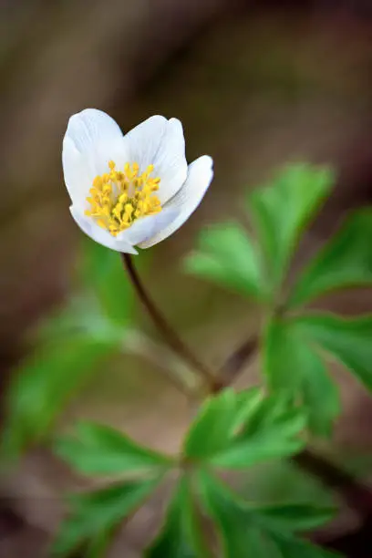 closeup view of grove windflower, smell fox, Anemone nemorosa