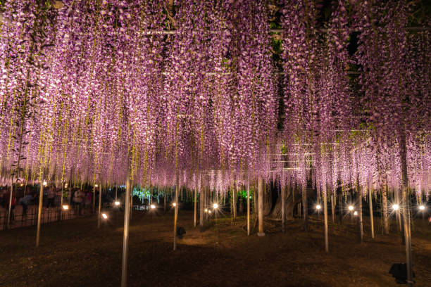 istock Purple Wisteria trellis light up 1151028178